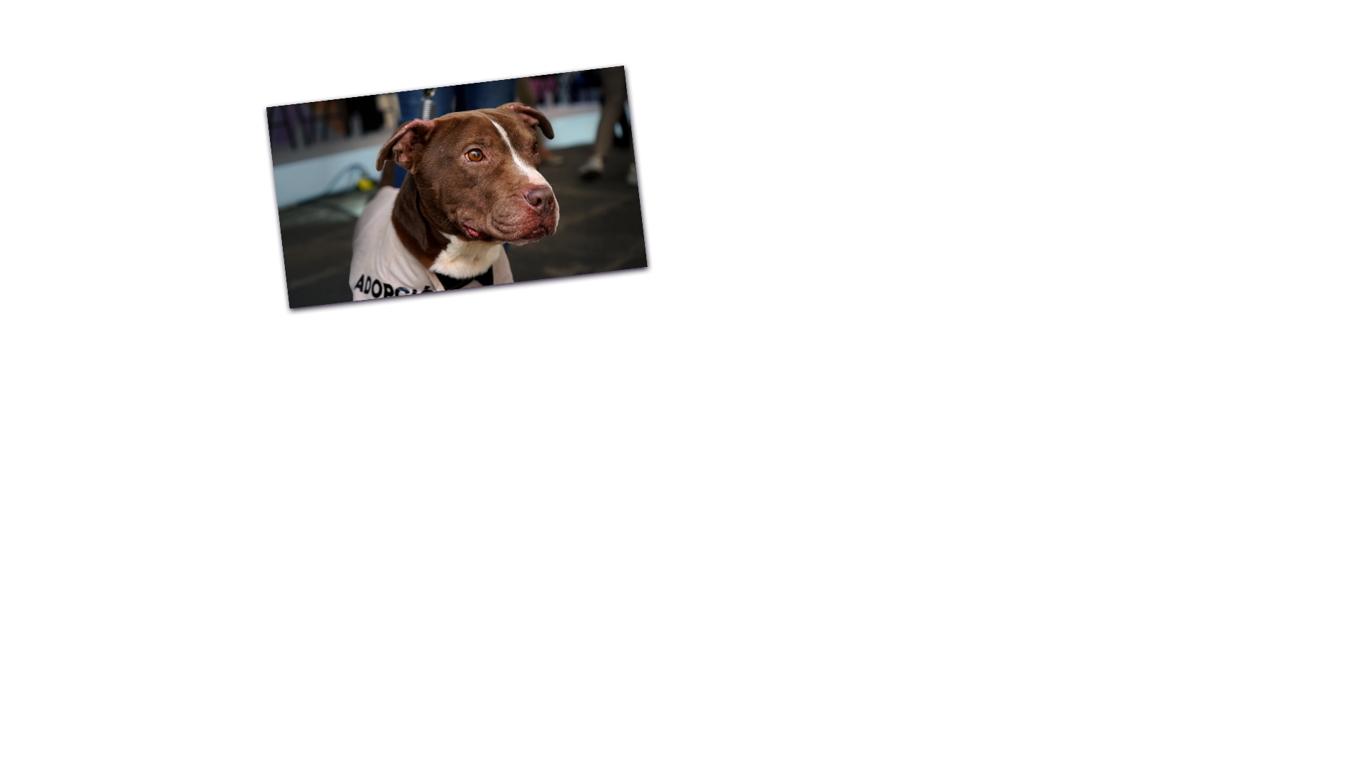 Fotografia de perro