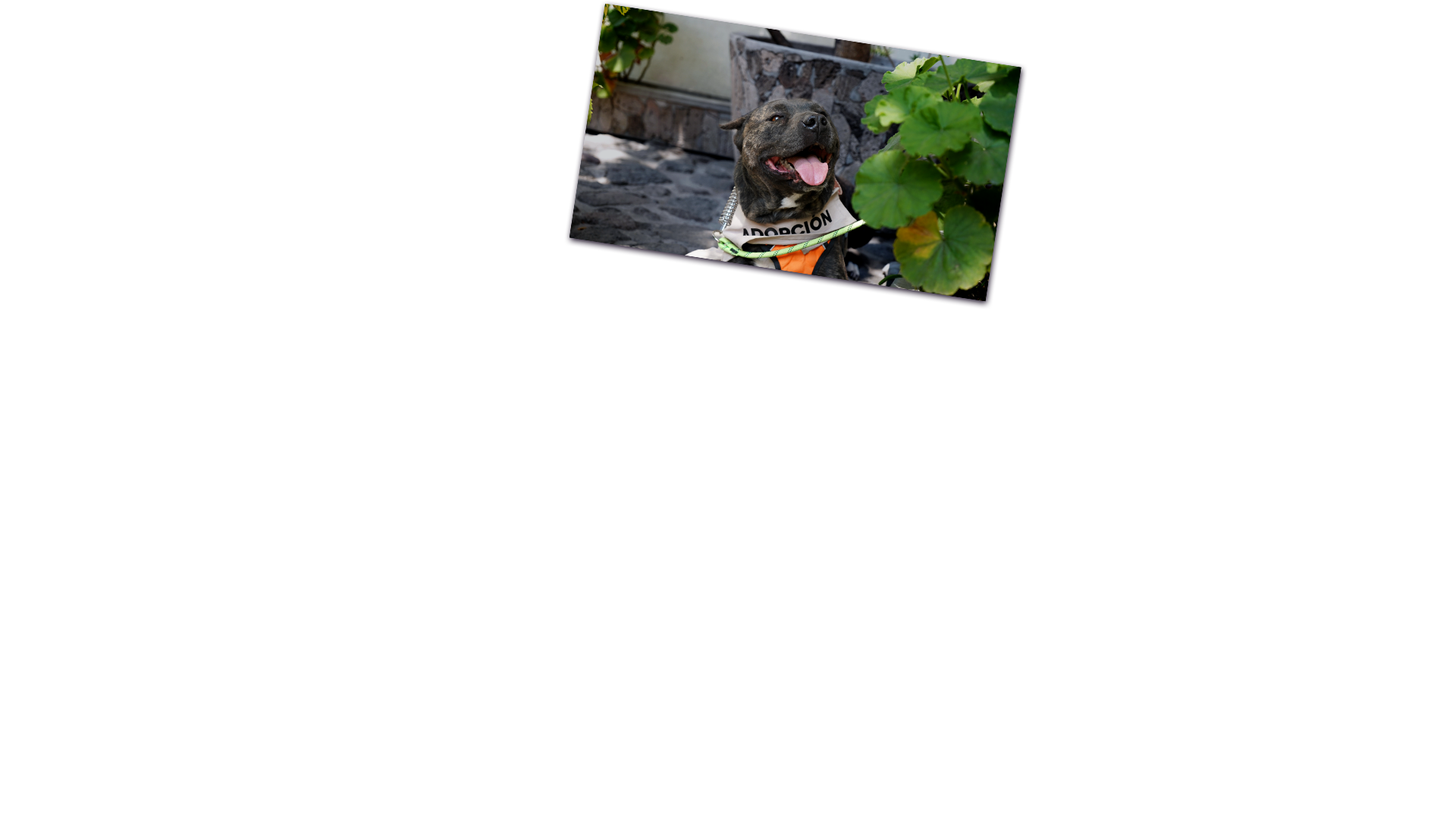 Fotografia de adopcion